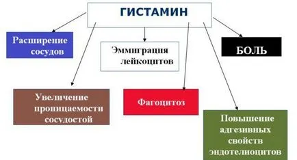 Neurotransmitatorilor serotonina, dopamina si histamina