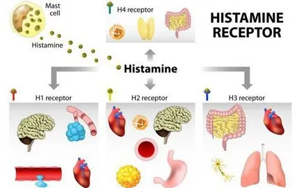 Neurotransmitatorilor serotonina, dopamina si histamina