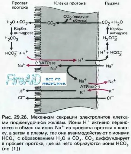 Нервна регулация на секреторната функция на панкреаса