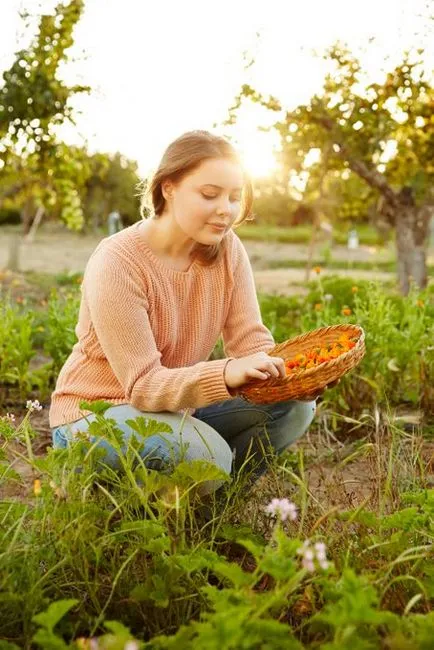 Természetes babér vonal - a szerelmem, az első kép, sonsumerista