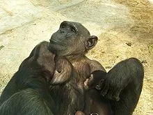 cimpanzeu comun