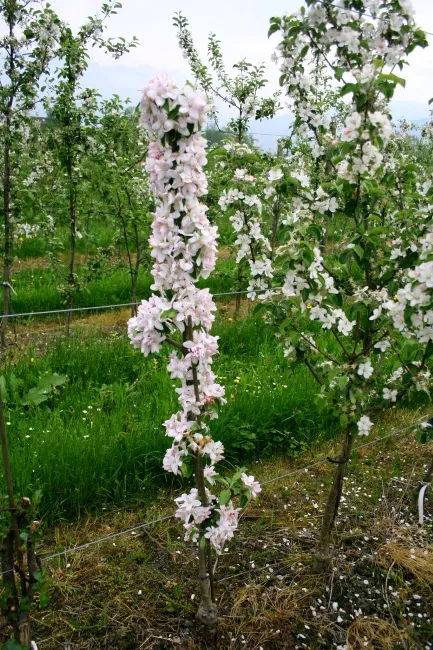 Monitorul Tunderea columnar de mere, pere, prune, agricultura