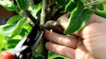 Monitorul Tunderea columnar de mere, pere, prune, agricultura