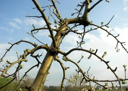 Monitorul Tunderea columnar de mere, pere, prune, agricultura