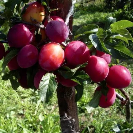 Monitorul Tunderea columnar de mere, pere, prune, agricultura