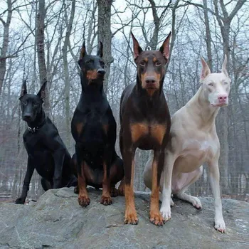 Dobermann színek és képek a kutyák különböző színek a kék, Izabella, piros és fekete