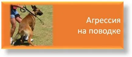 Какво си мисли, на коня и как да се научим да го разбирам, училището на приложните етологията