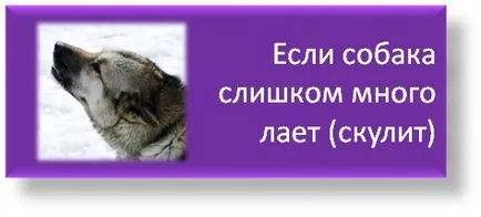 Какво си мисли, на коня и как да се научим да го разбирам, училището на приложните етологията