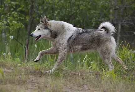 Áttekintés a kutyafajták Western szibériai husky szabványos leírás, gondozás és fotó