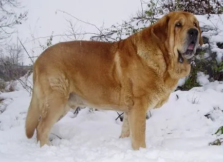 Prezentare generală a standardului spaniol caine din rasa Mastiff, de îngrijire și reprezentanții foto