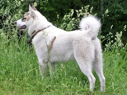 Áttekintés a kutyafajták Western szibériai husky szabványos leírás, gondozás és fotó