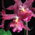 Cambria orchidea otthoni gondozást, a változás, a kiválasztás a talaj, a növekvő gyerekek, fotó