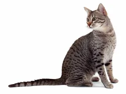 Описание на основните породи котки
