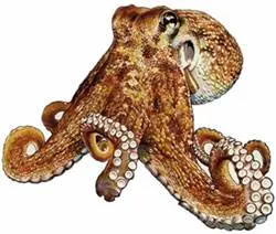 Közönséges polip (Octopus vulgaris), Atlantic polip európai tartalom fogságban ellátás