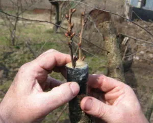 Основна грижа за круша през пролетта, особено развъждането и култура на правилата за ваксинация