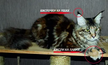 Caracteristicile majore aspectul Maine Coon