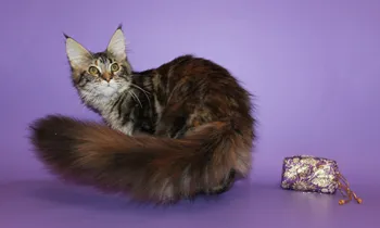 Caracteristicile majore aspectul Maine Coon