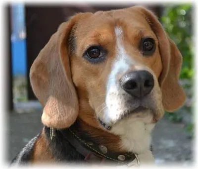 Leírás fajta beagle - Harer fotókkal, gondoskodás, képességgel, betegség