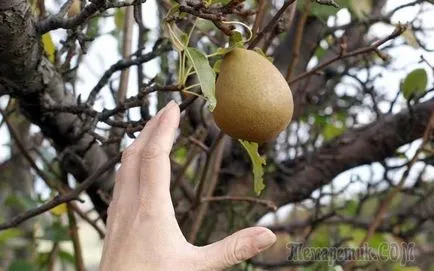 Характеристики резитба ябълка и круша