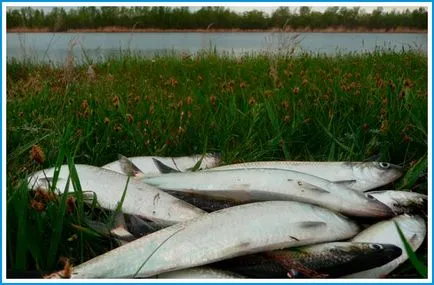 Oseledets Don hering - különösen a szokások, élőhely, horgászat, receptek