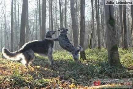 Hunter svájci nyakörv kutyák számára - «vadász - drága, de nagyon jó minőségű