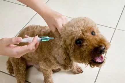 Complicațiile la câini după vaccinare antirabic