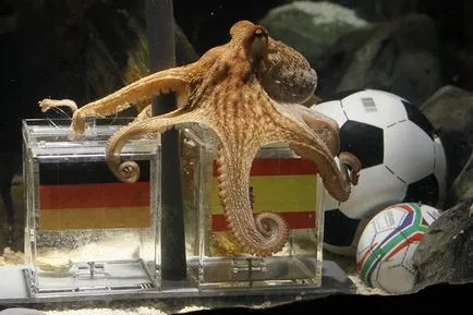 Octopus az akváriumban