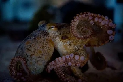 Octopus az akváriumban