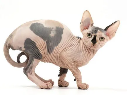 Különösen tenyésztés Don Sphynx