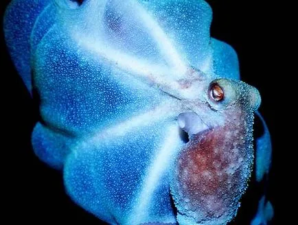 Octopus az akváriumban