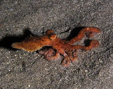 Octopus az akváriumban