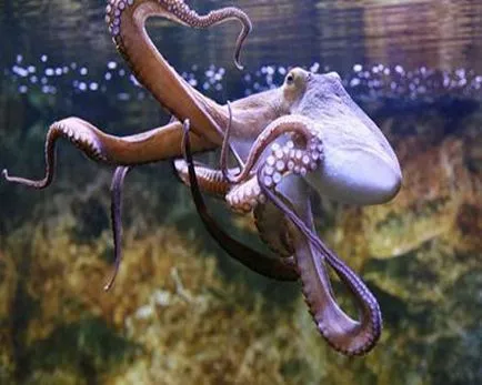 Octopus az akváriumban