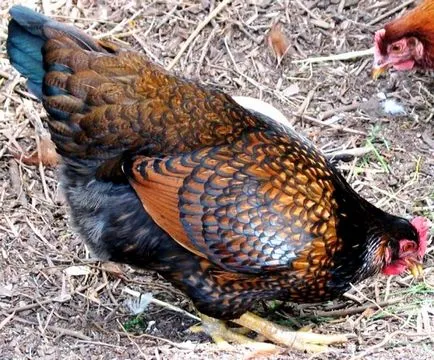 Особености размножават пилета barnevelder със снимки