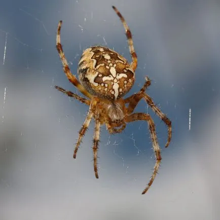 дали за човешки опасно ухапване паяк Araneus