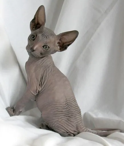 Különösen tenyésztés Don Sphynx