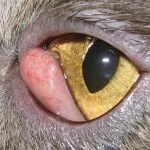 Panophthalmitis în tratamentul pisicilor, fotografie și simptomele, cauzele și ce să facă în acest caz, kotizm