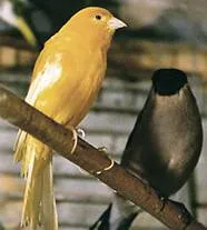 Пеене на песни канарчета