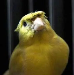Пеене на песни канарчета