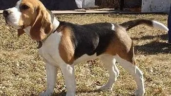 Caine de vanatoare standard de rasa Beagle, caracter