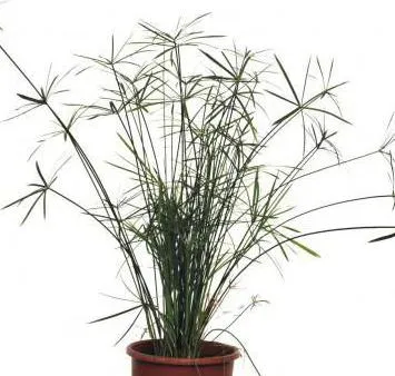 Papyrus (растение) описание и грижи