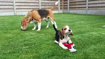 Caine de vanatoare standard de rasa Beagle, caracter