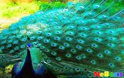 Peacock feng shui - a szimbólum értéke