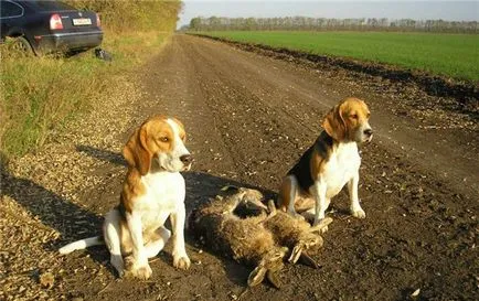 Caine de vanatoare standard de rasa Beagle, caracter