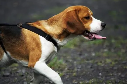 Caine de vanatoare standard de rasa Beagle, caracter