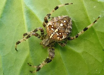 Spider Araneus leírása és toxicitás