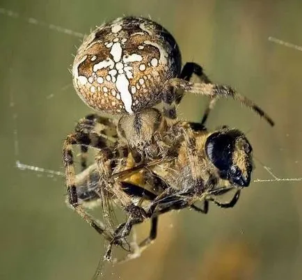 Spider Araneus leírása és toxicitás