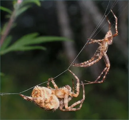 Descriere Spider Araneus și toxicitate