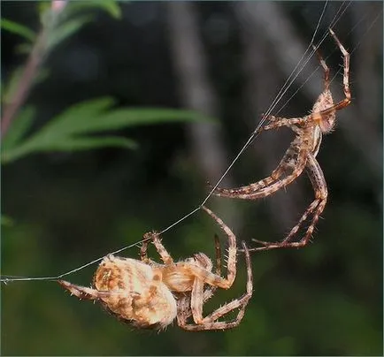 Spider Araneus leírása és toxicitás