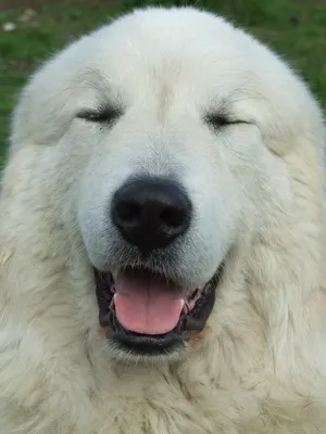 Пиринеите планина куче порода снимка и описание на характера на планината кучето Great Pyrenees