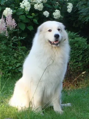 Пиринеите планина куче порода снимка и описание на характера на планината кучето Great Pyrenees